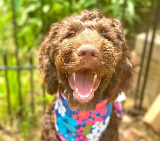 picture of Maizie from Petoskey Goldendoodles